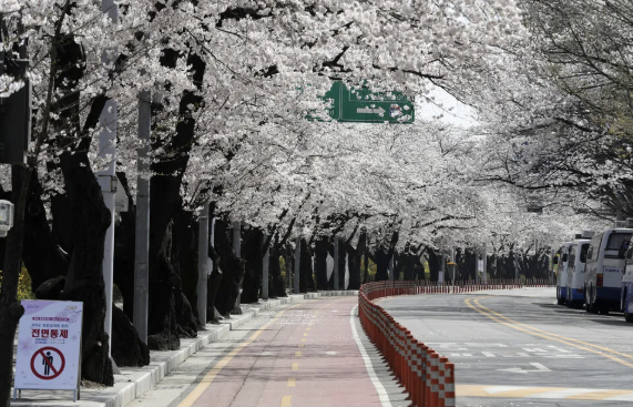 서울 여의도 윤중로 벚꽃