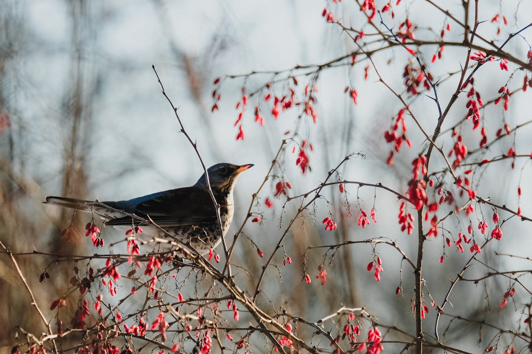 Sorbus