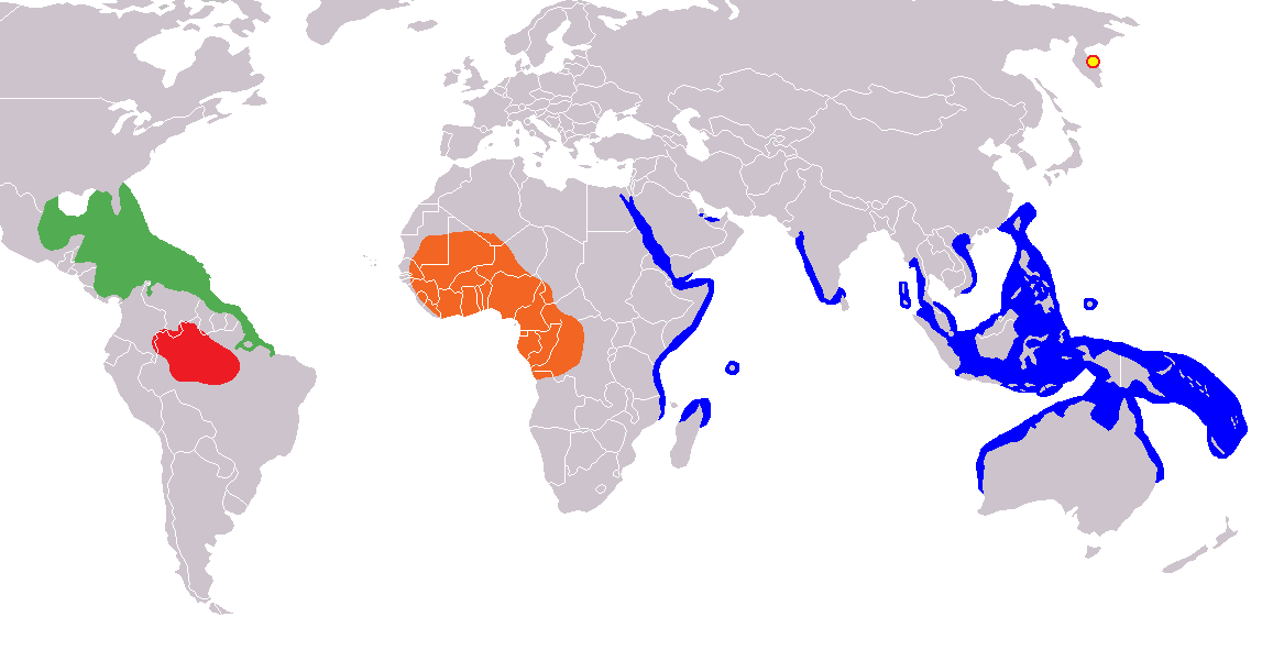 서인도 매너티(초록), 아마존 매너티(빨강), 서아프리카 매너티(주황), 듀공(파랑)