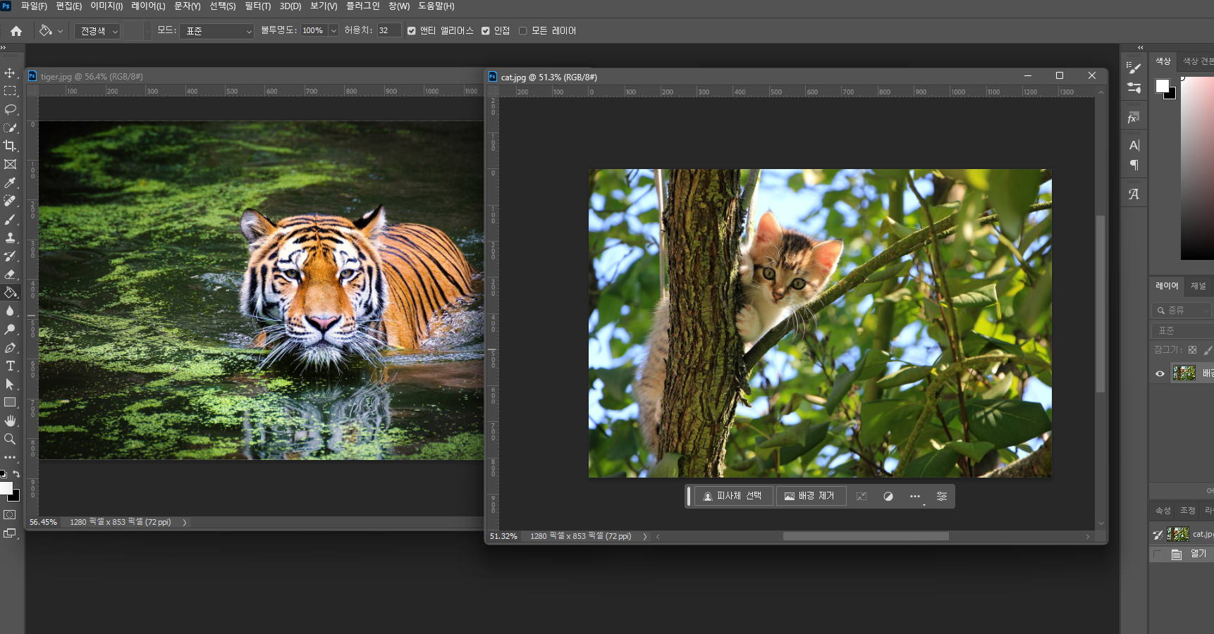 포토샵에-꺼낸-고양이와-호랑이-사진
