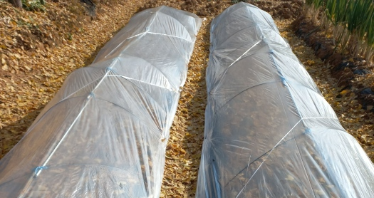 마늘밭 비닐로 덮고 바람에 펄렁거리지 않게 흰끈으로 묶어준 사진