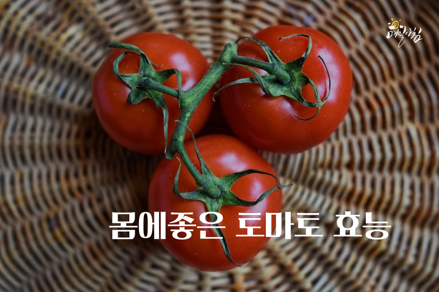 [매일아침좋은글] 몸에좋은 토마토 효능 섭취 시 주의할점