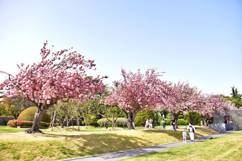 부산 겹벚꽃 명소 부산 유엔공원