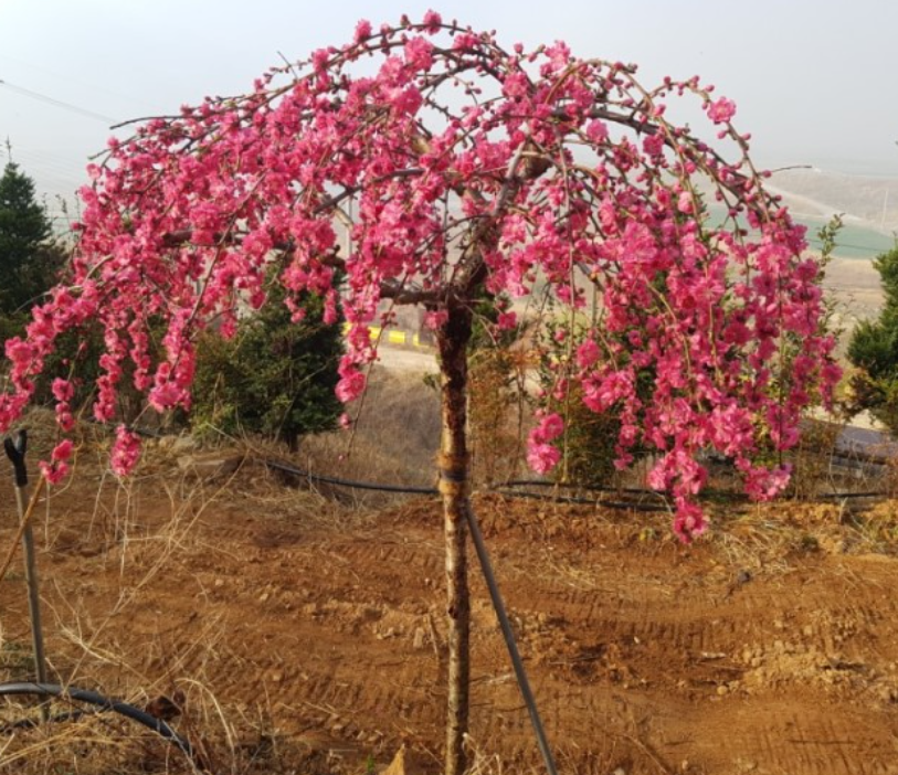 수양홍도화 능수홍도화의 차이 생김세 묘목 열매 