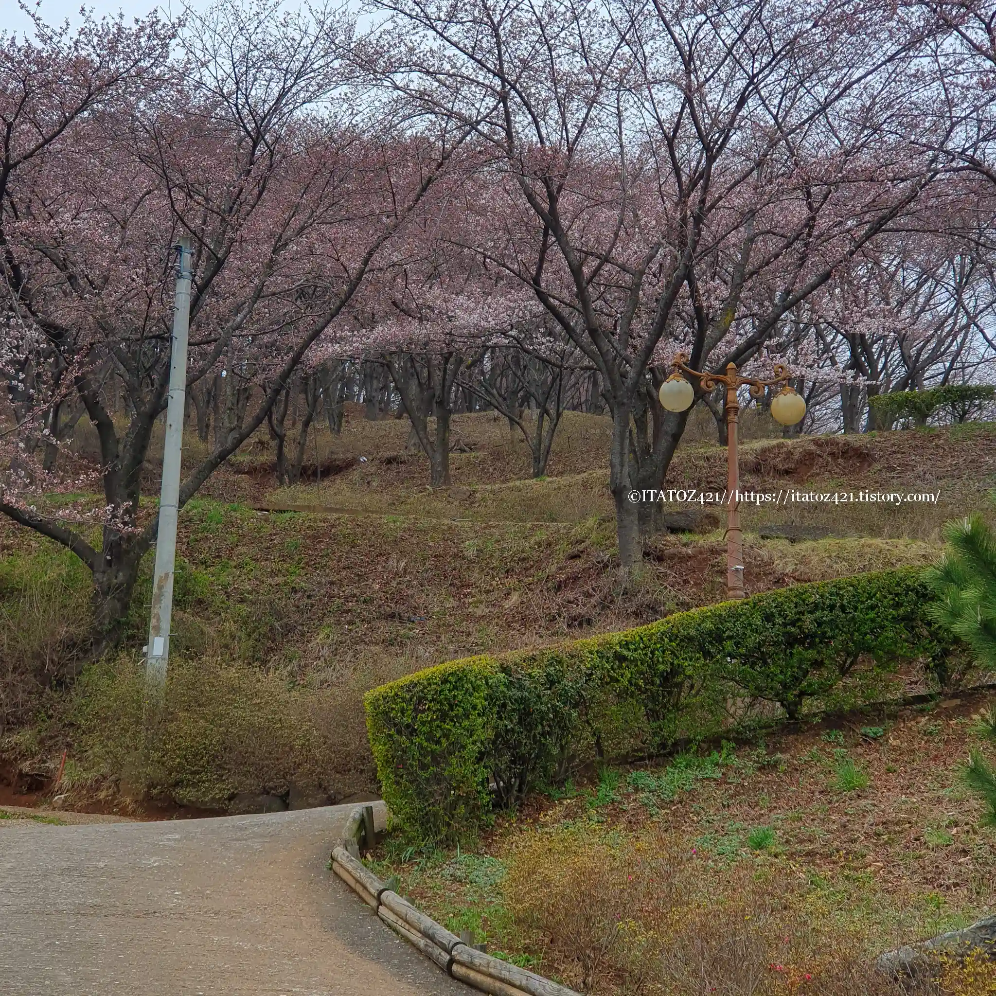 삼척시 벚꽃 여행지 봉황산