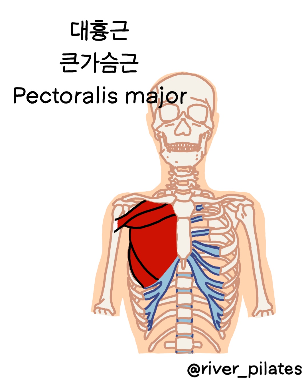 대흉근