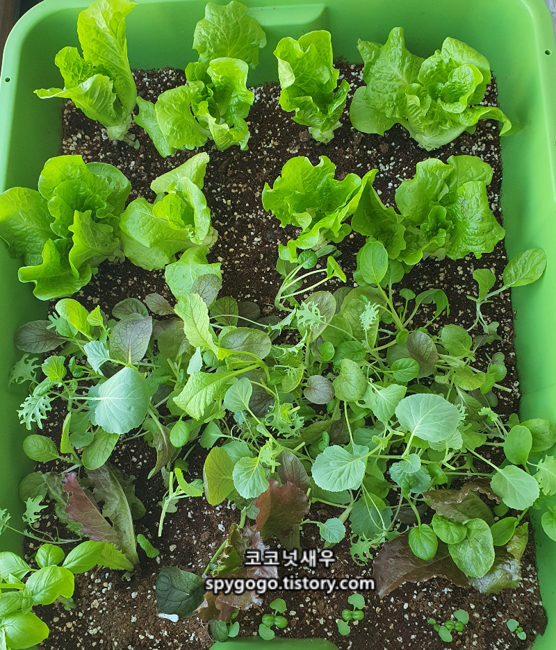 베란다 텃밭