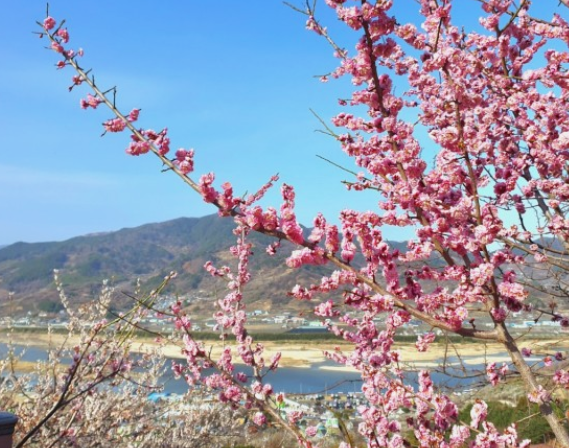 광양매화축제