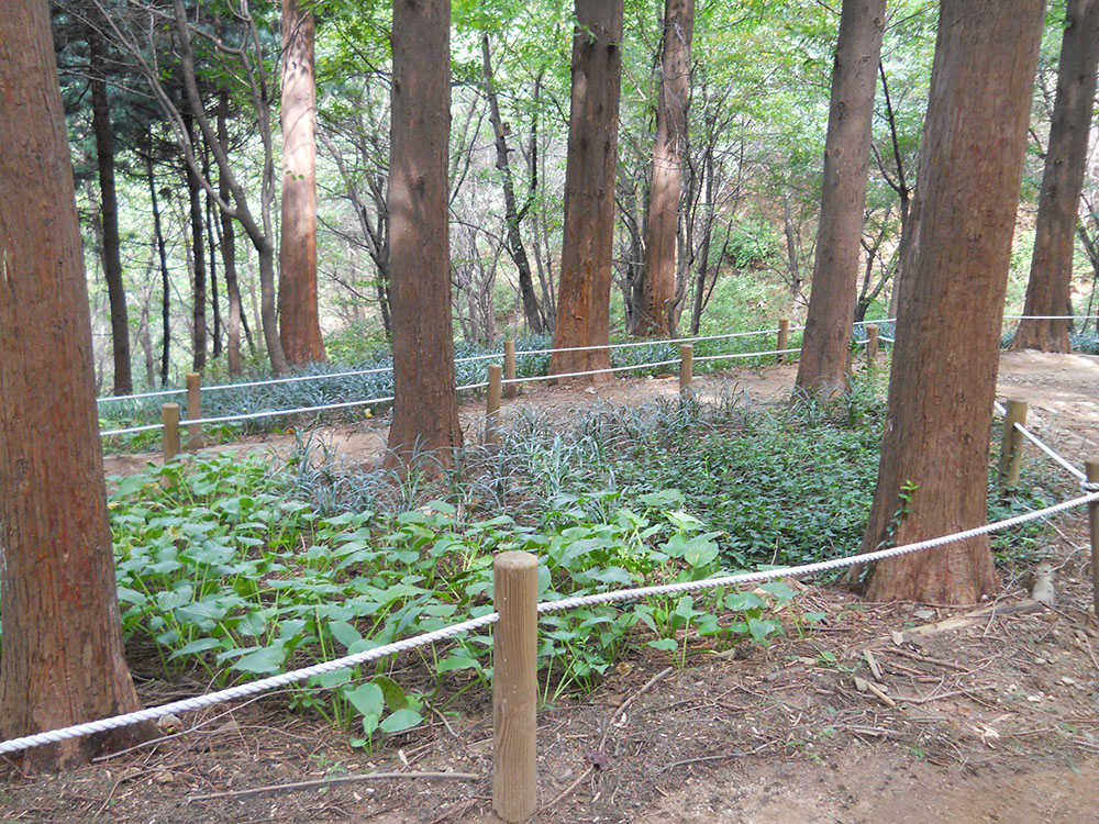 서대문구 안산자락길(AnsanJarakgil) 메타세쿼이아(Metasequoia)