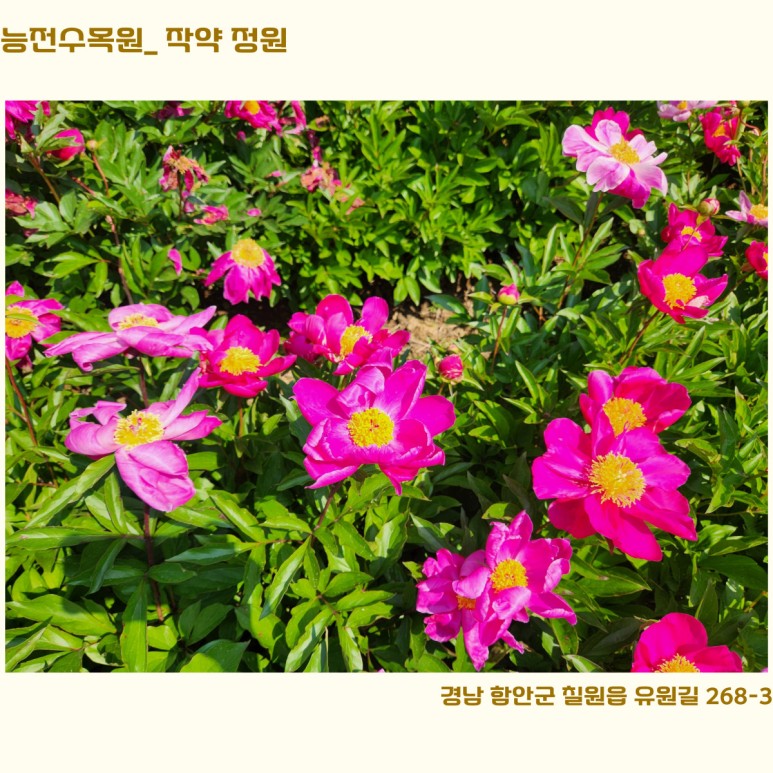 작약정원 이미지