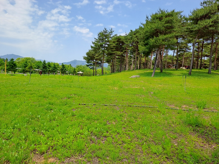 구절초-단지