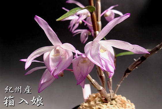 상입랑(箱入娘),상입리랑(箱入り娘)