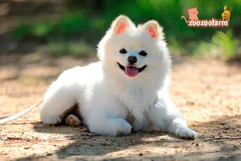 포메라니안 분양가 성격 특징 장단점 사료추천 가격_12