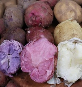 햇감자 보라색감자 자주색감자 보라색 자영감자&#44; 자영감자 대왕 3kg&#44; 1개