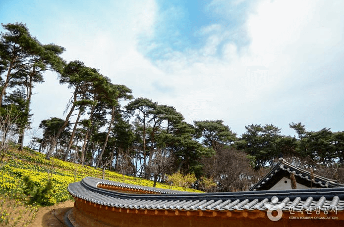 서산 유기방가옥 수선화 축제