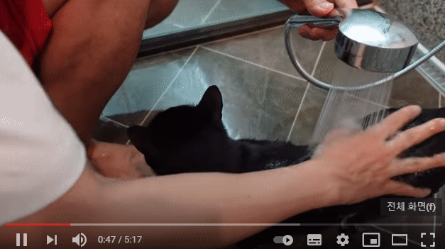 물 목욕하는 박수홍 고양이 다홍이 (출처 : 박수홍 유투브 채널 검은 고양이 다홍)