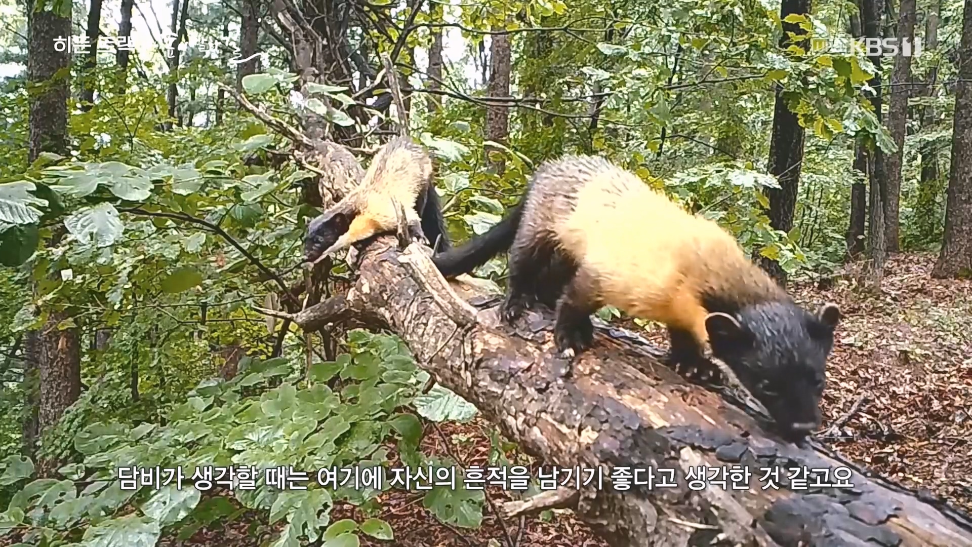 다큐 인사이트.E176.231214p.H264-F1RST.mp4_20231215_204148.314.jpg