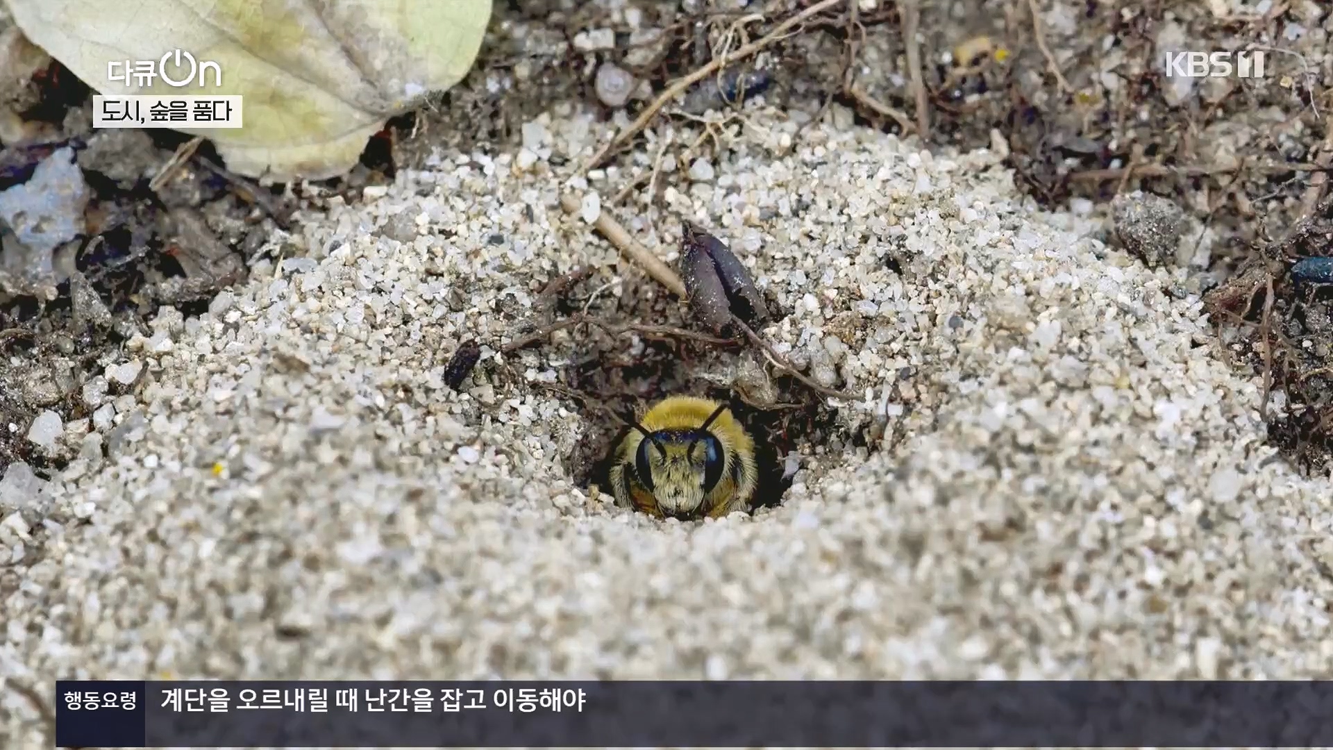 다큐 On.E232.231216p.H264-F1RST.mp4_20231220_204559.965.jpg