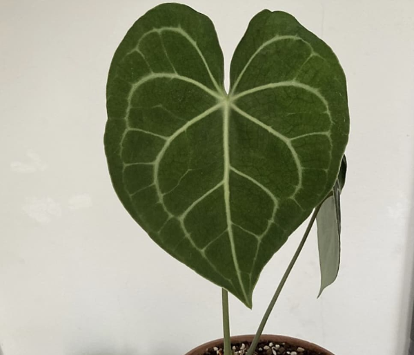 안스 클라리움-하트 모양의 잎이 특징적임.
