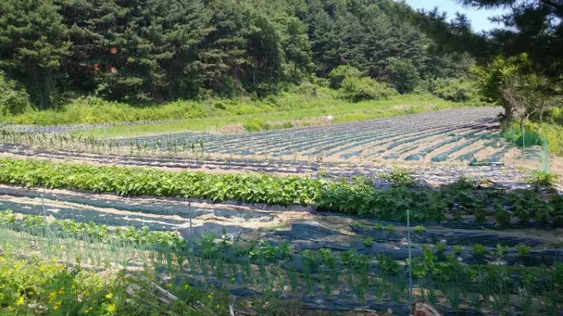 농업진흥구역 토지 매매 시 필수 권리 분석