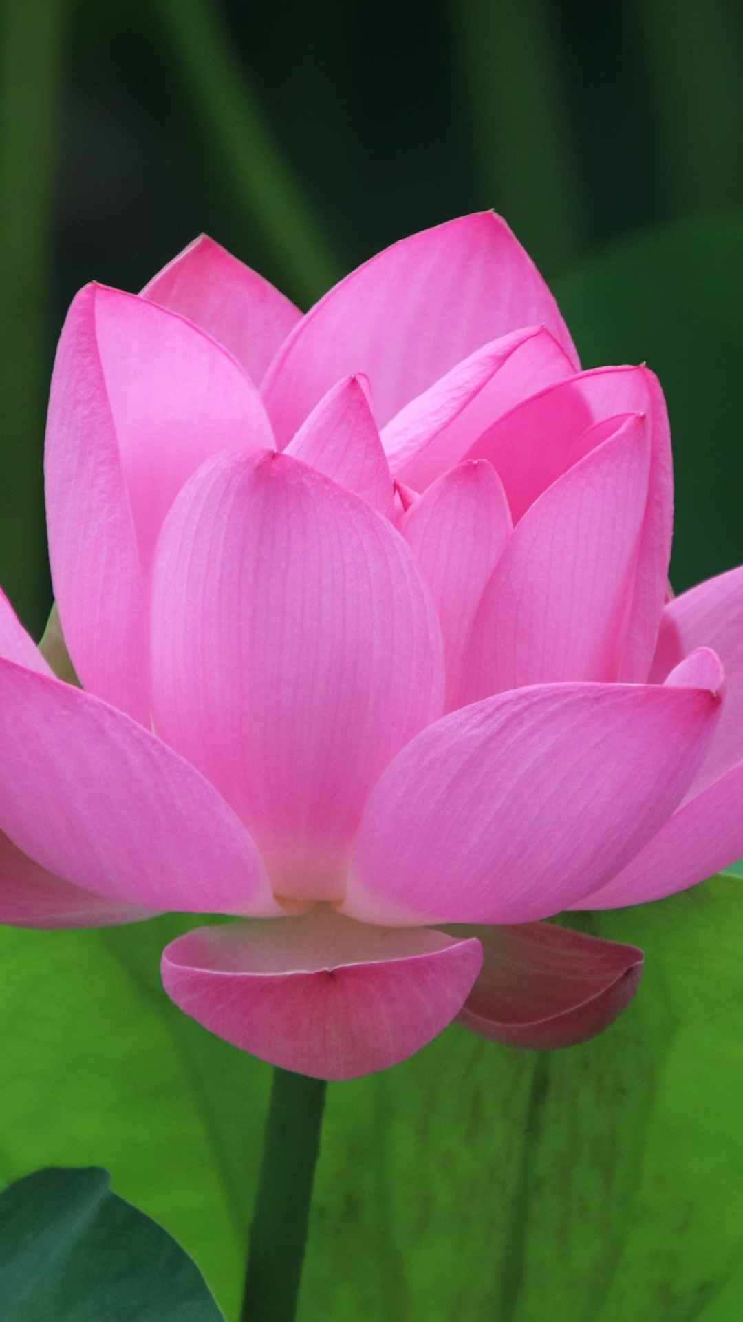 Lotus Flower iPhone Wallpaper