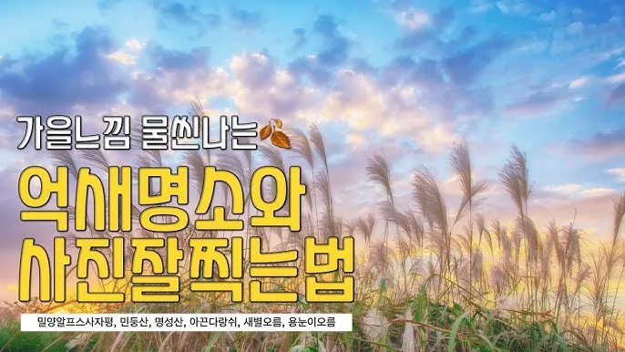 가을 감성 폭발하는 억새 명소 총정리 완벽 여행 가이드_5