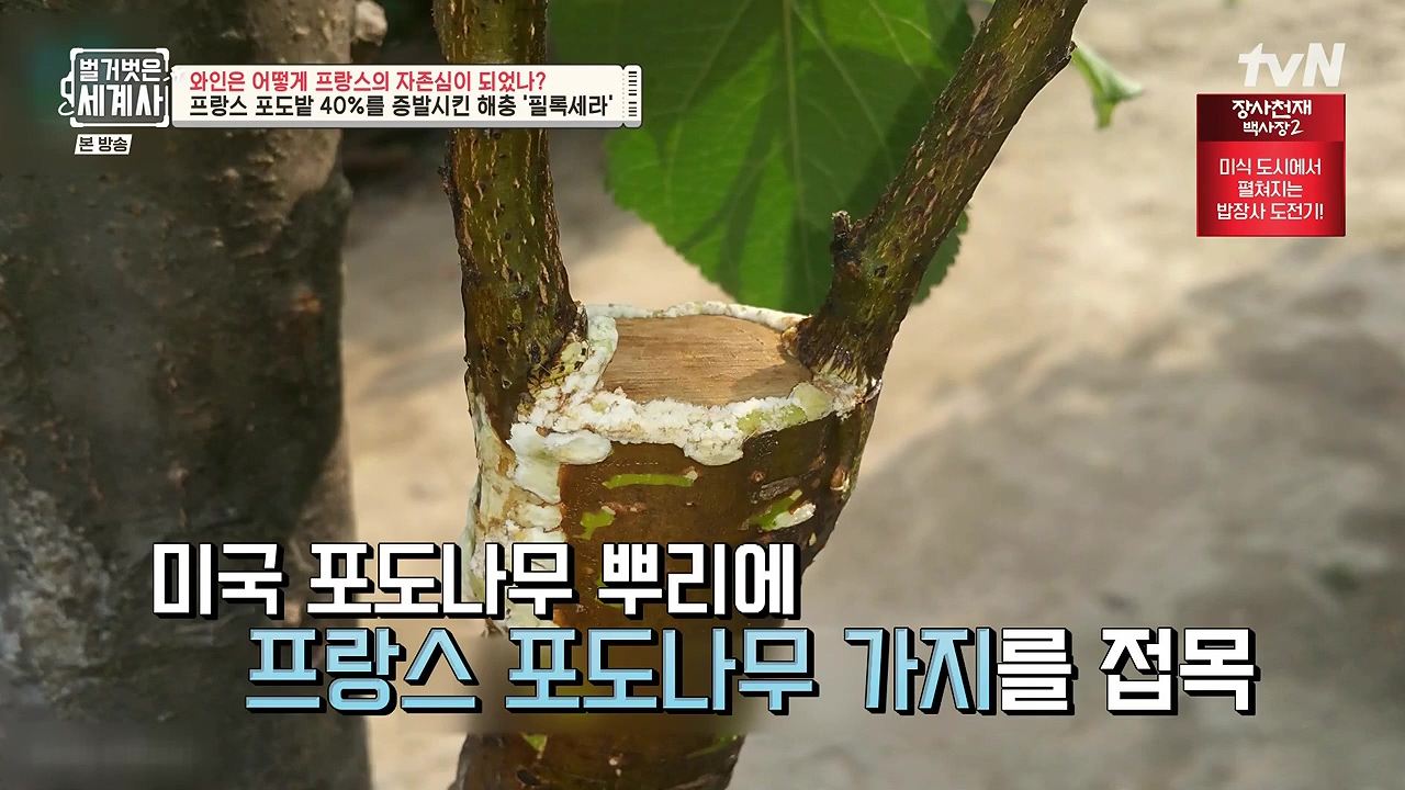 벌거벗은 세계사.E121.231018p-NEXT.mp4_20240518_164803.271.jpg