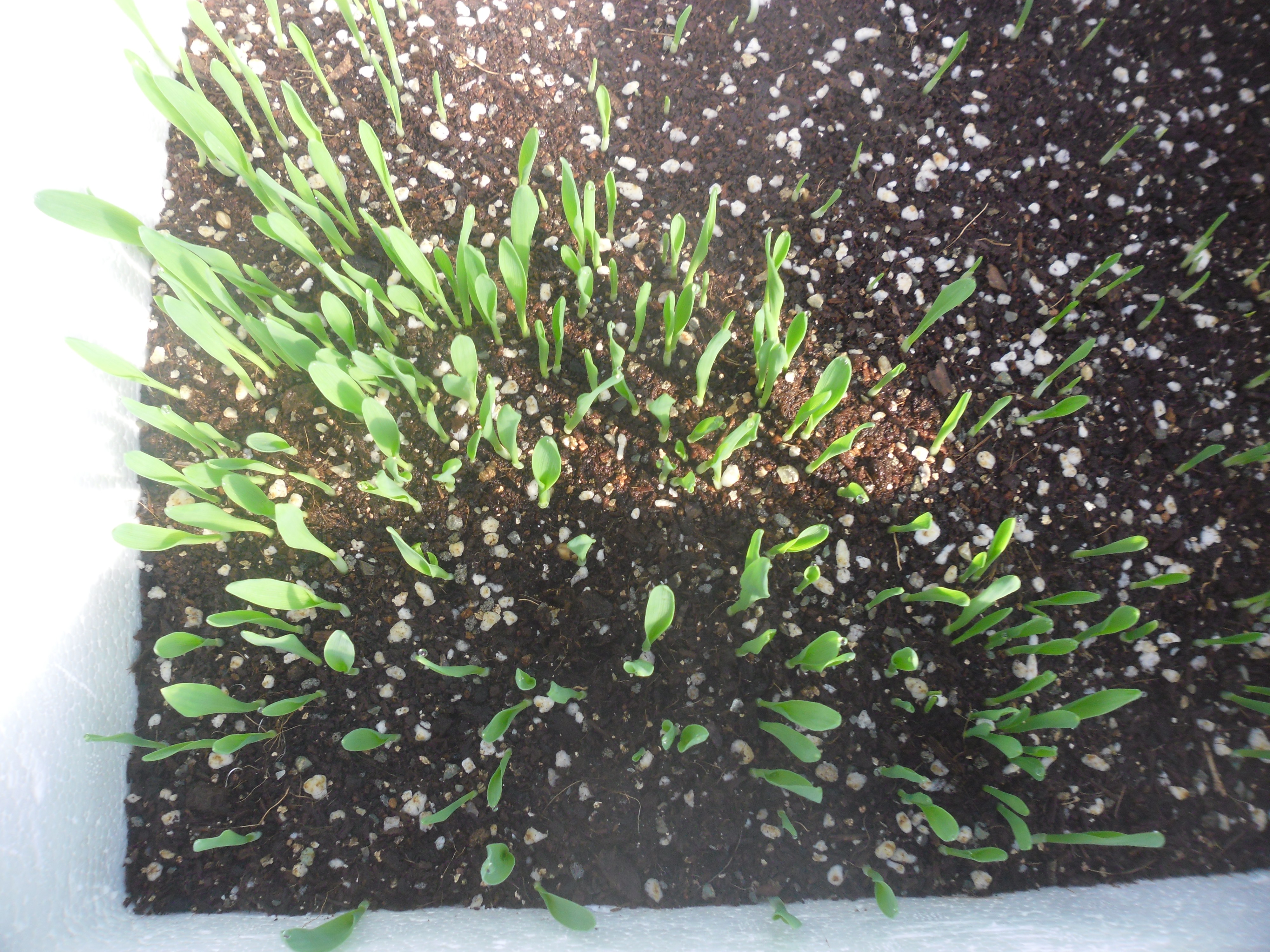  새싹보리 키우기(2020.4.3)