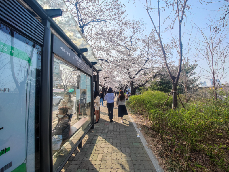 2023.봄꽃놀이.여의도.벚꽃축제.윤중로가는길.일정.총정리