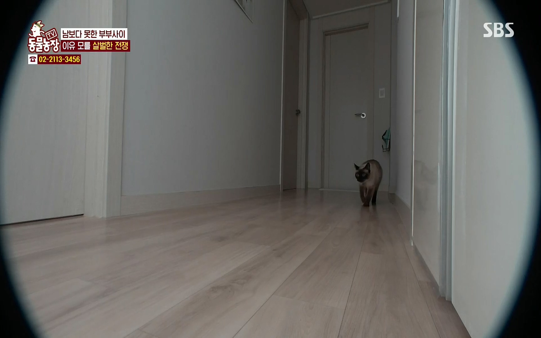 TV 동물농장.E1067.220501p.H264-F1RST.mp4_20220501_185007.133.jpg