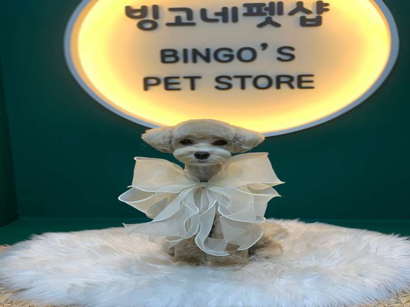 경기도 광명시 애견미용 잘하는 곳 BEST4 | 비교 | 추천 | 후기 | 할인 정보 | 예약 안내 | 총정리 - 2. 빙고네펫샵 소개 - 2.2 고객 피드백 2.2 고객 피드백