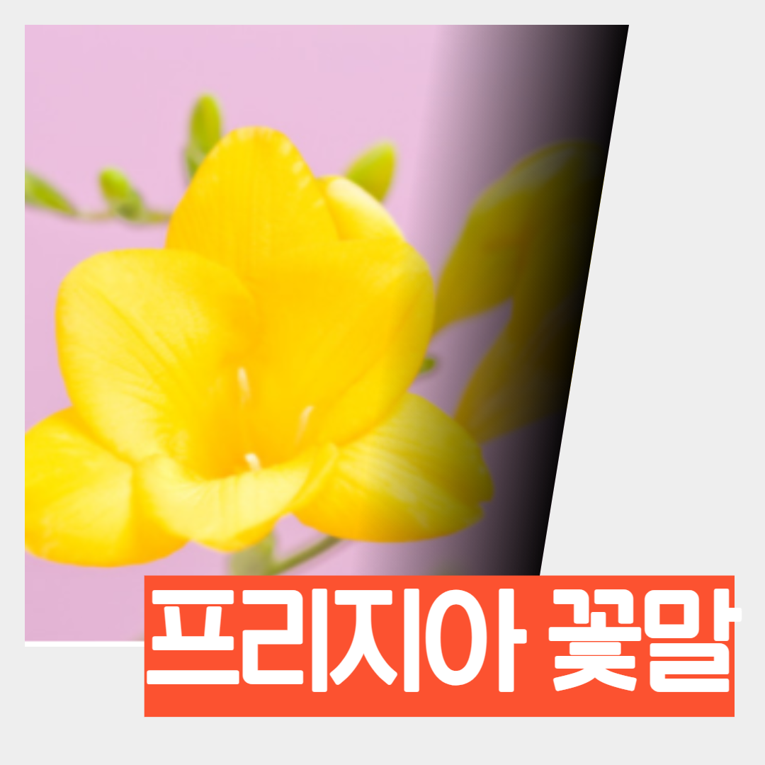  꽃다발 선물로 좋은 프리지아(후리지아) 꽃말 색깔별로 알아보기