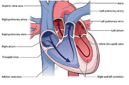 바테르증후군 증상 C(Cardiac&#44; 심장) 이상