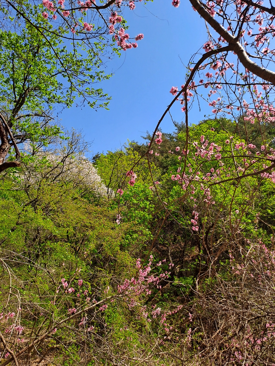 개복숭아나무_01