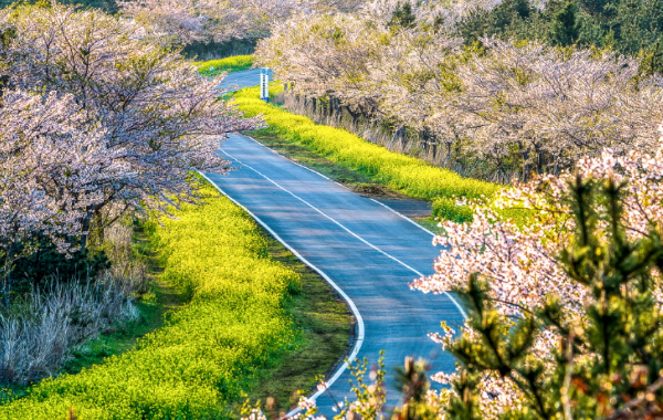 봄나들이 가기 좋은 장소 BEST 4: 벚꽃개화&amp;#44; 주차안내3