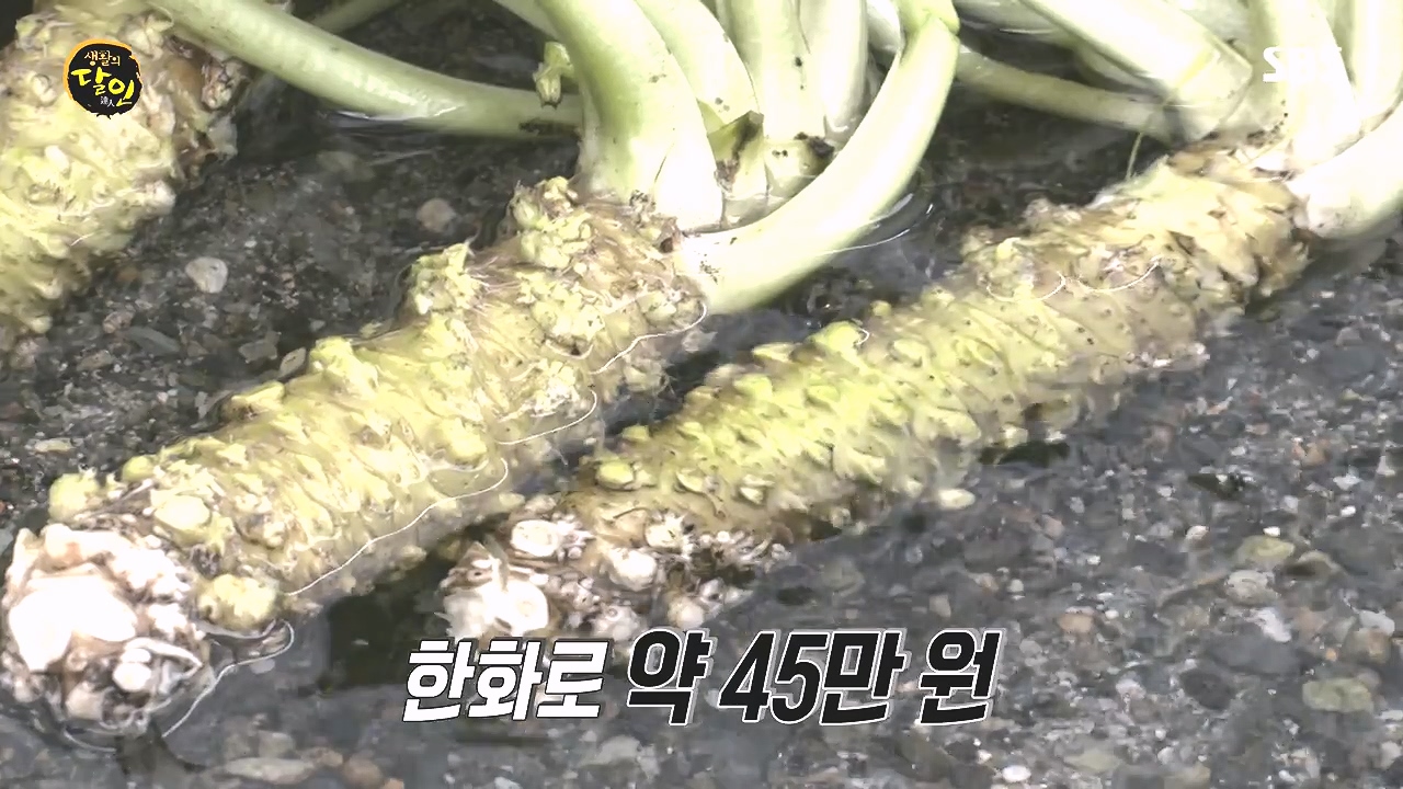 생활의 달인.E908.231017p-NEXT.mp4_20231017_195907.723.jpg