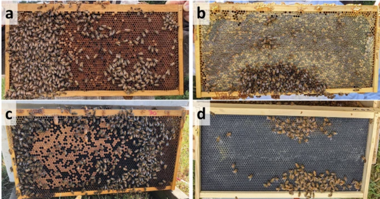 Enhancing Queen Rearing in Beekeeping