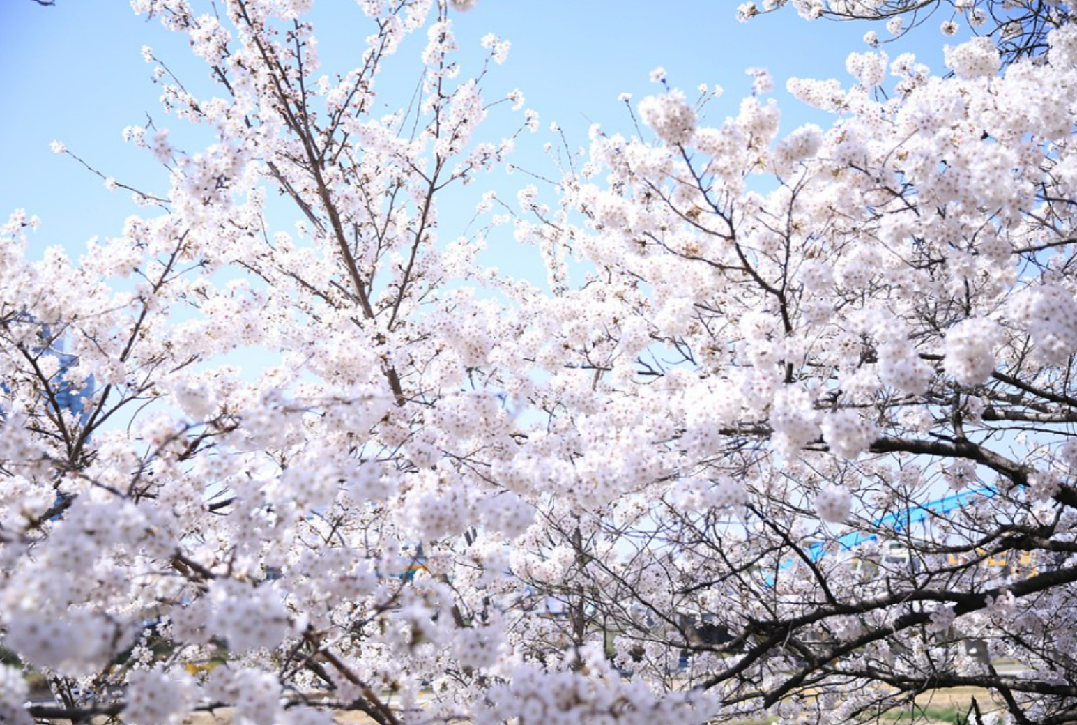청주 무심천변 벚꽃 개화시기 &#44;관광 꿀팁&#44; 길안내