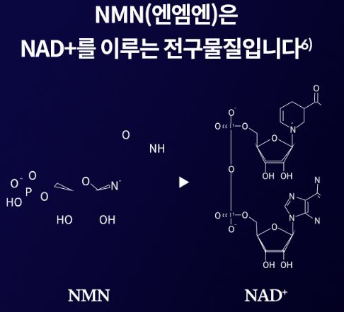 nmn-영양제