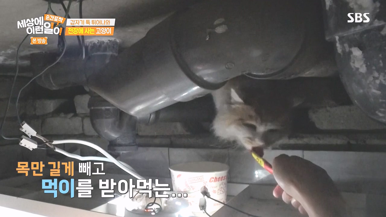 순간포착 세상에 이런일이.E1259.240107p-NEXT.mp4_20240107_163621.486.jpg