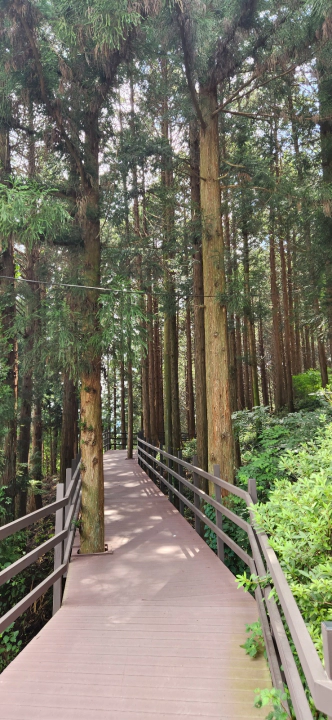 무등산 편백자연휴양림(화순) 편백숲 산책로 데크길