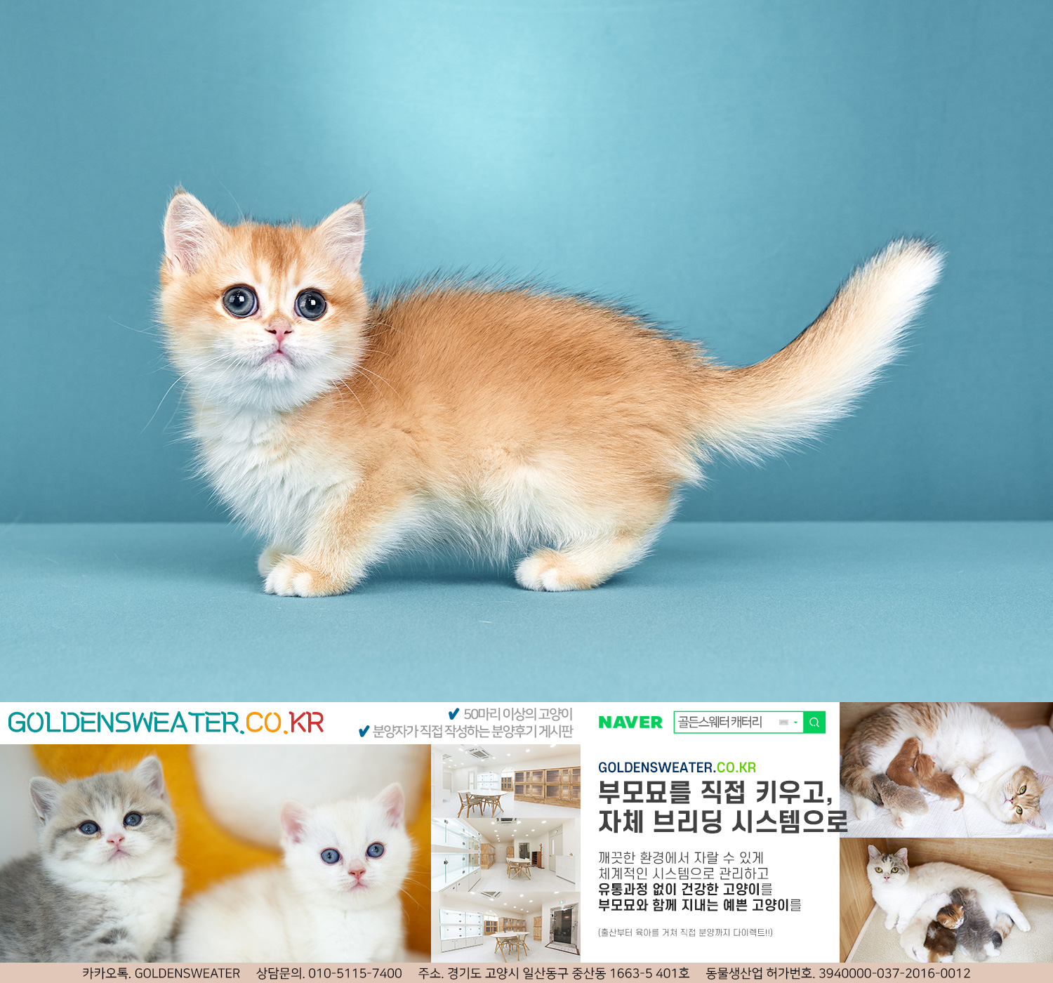 마포고양이분양 신혼 여행지로 아름다운 도시