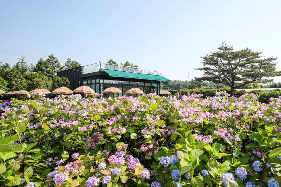 제주도 휴애리 수국 꽃들