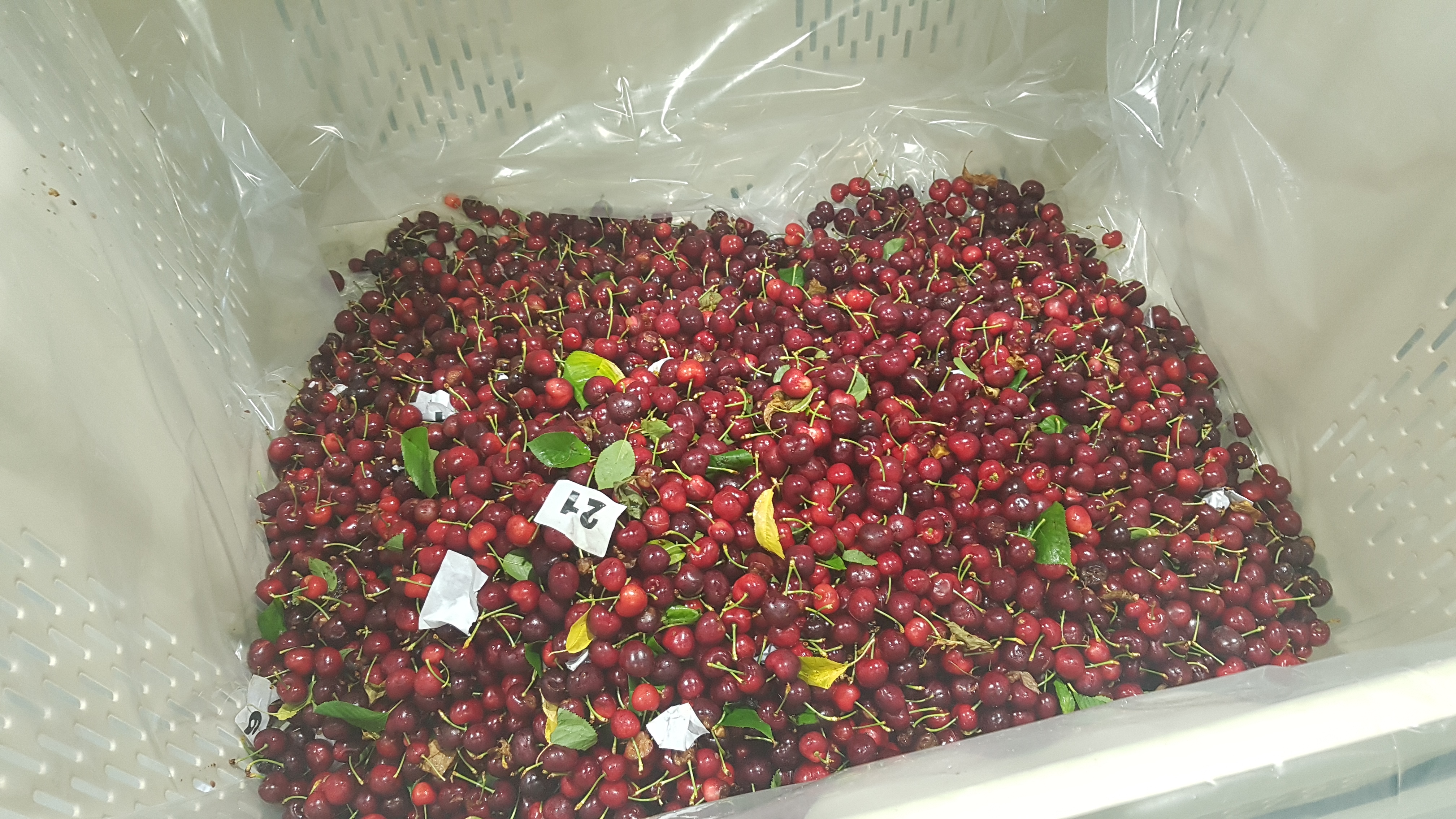  재킴오차드 재킴 체리 팩하우스 첫날 Jakimm Cherry Packhouse