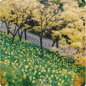튤립