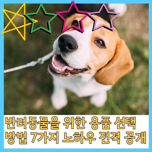  반려동물을 위한 용품 선택 방법 7가지 노하우 전격 공개