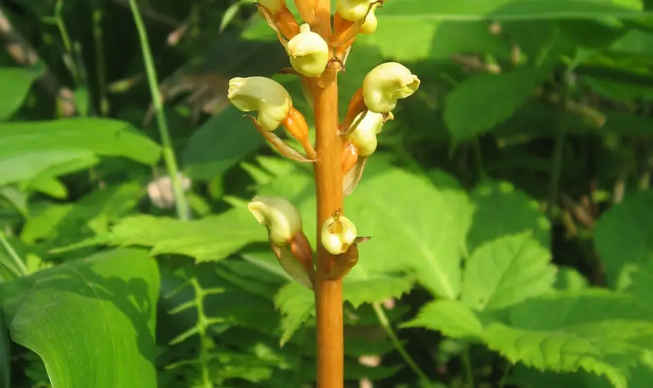 천마 효능