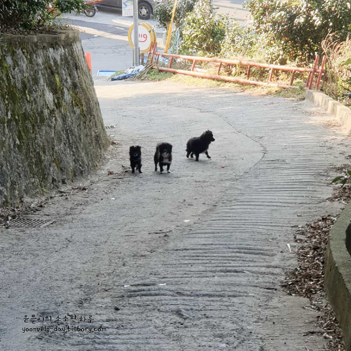 공곶이 산책로 강아지들