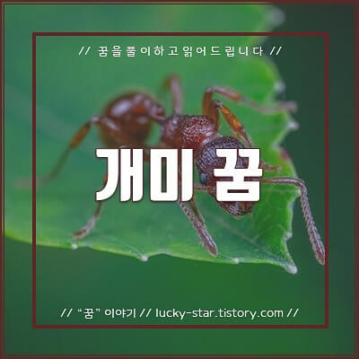  【꿈해몽/꿈풀이】 개미 꿈