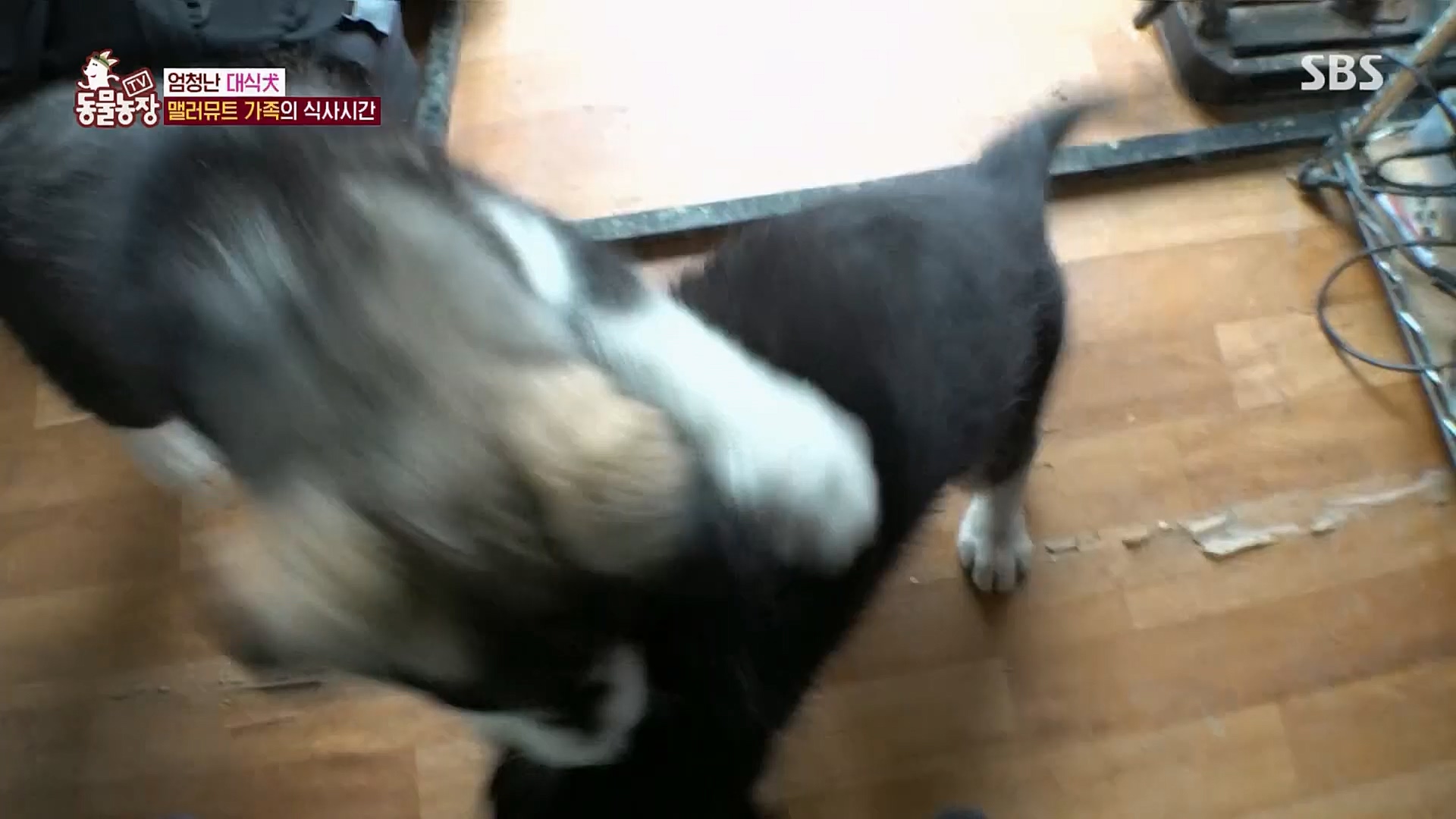 TV 동물농장.E1107.230205p.H264-F1RST.mp4_20230205_173955.606.jpg